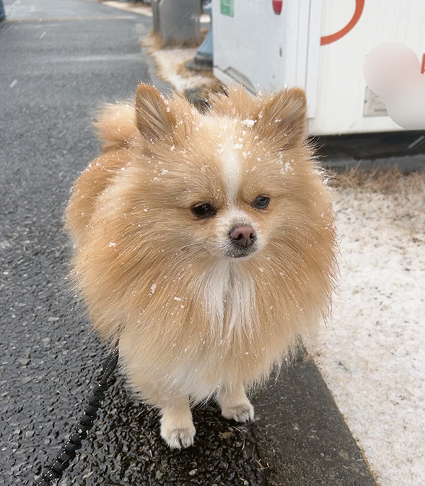 ポメラニアンの写真