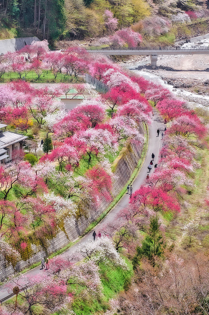 長野県阿智村の『花桃の里』の画像