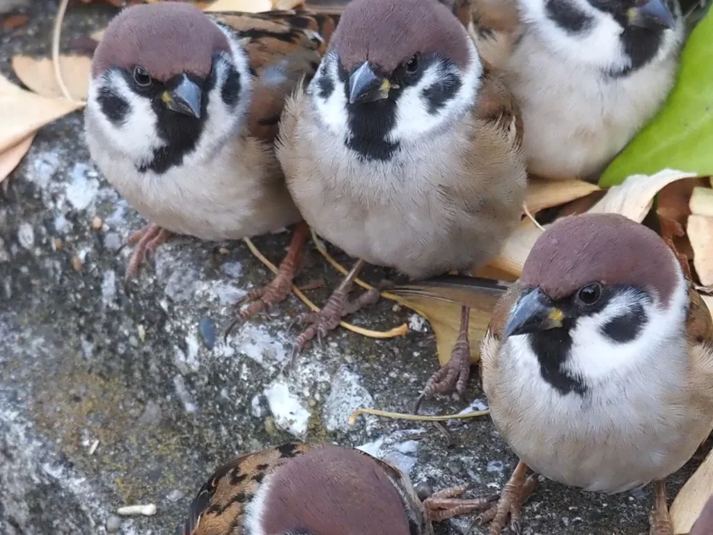 塀の上で列をつくるスズメたちの写真