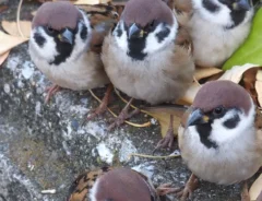 塀の上で列をつくるスズメたちの写真