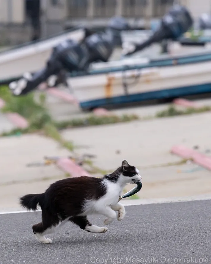 魚をくわえて漁港を駆け抜ける猫の写真