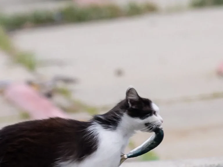 魚をくわえて漁港を駆け抜ける猫の写真