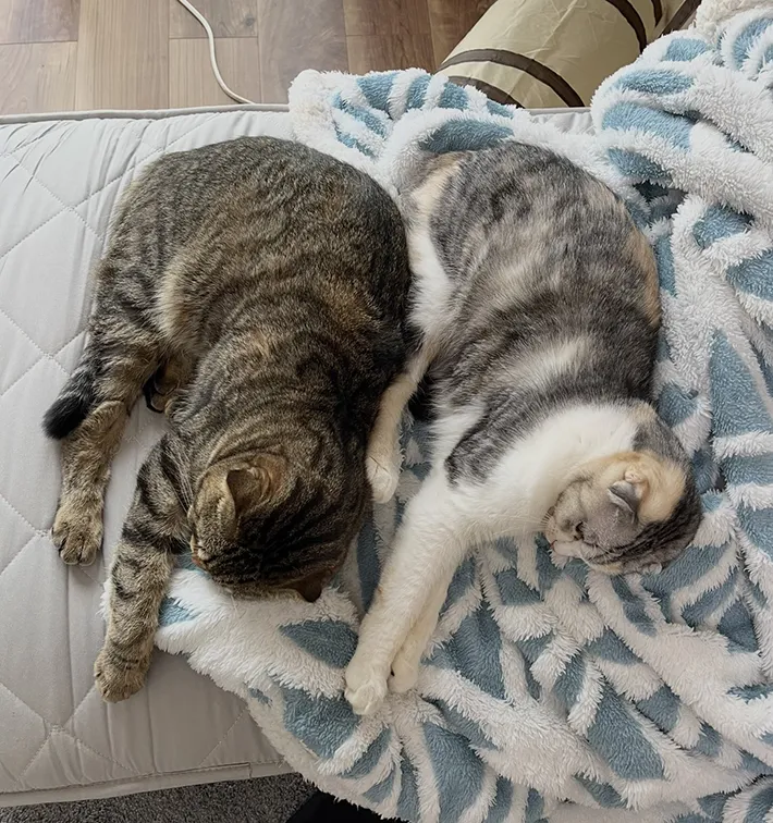 同じ向きで寝る2匹の猫の写真