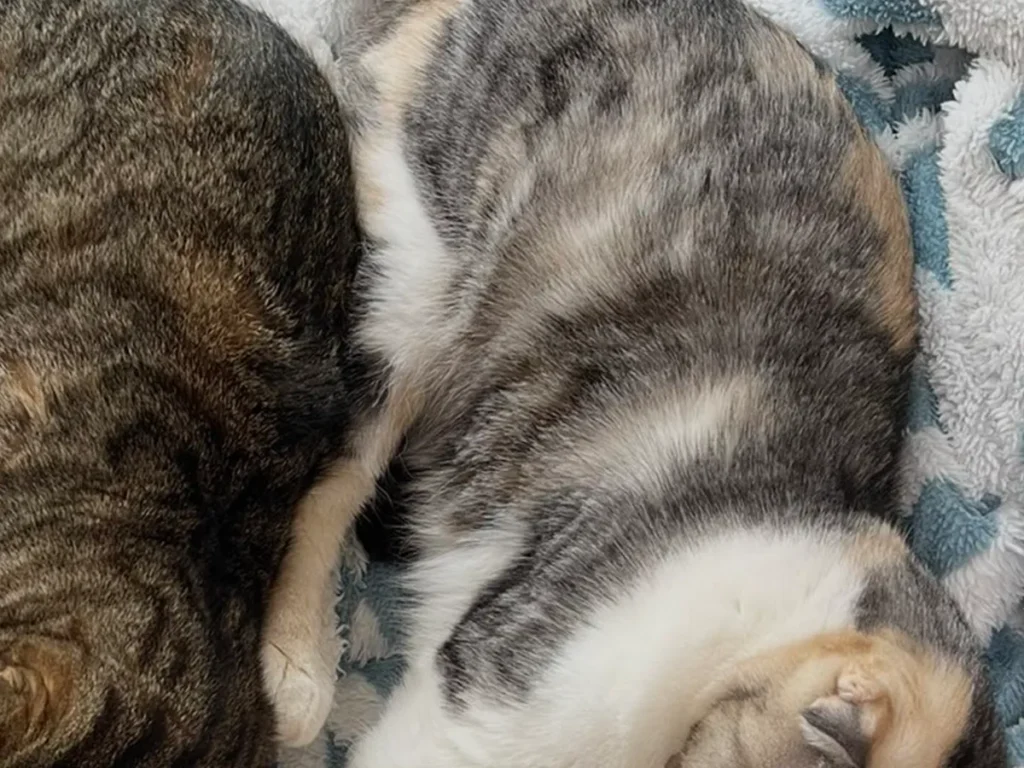 寝そべる2匹の猫の写真