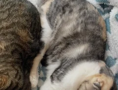 寝そべる2匹の猫の写真