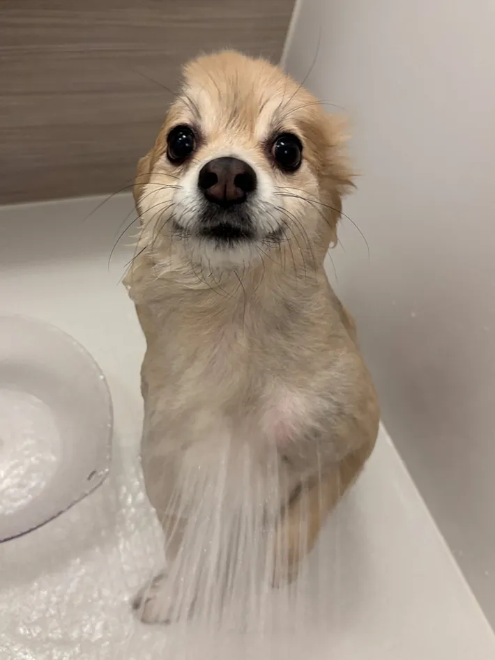シャワーを浴びる途中のポメラニアンの写真