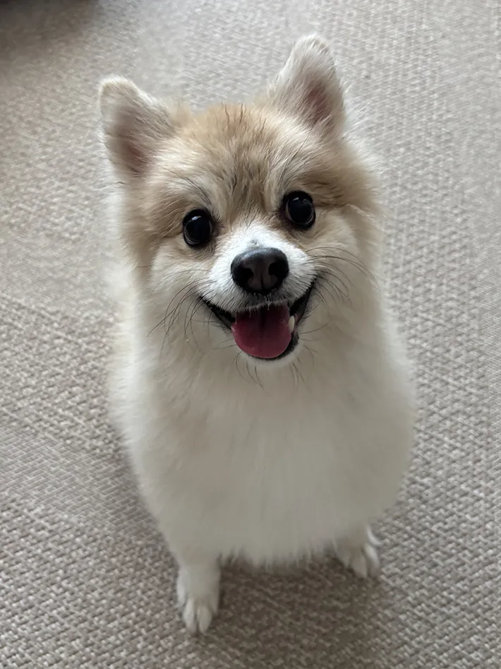 シャワーを浴びた後のポメラニアンの写真