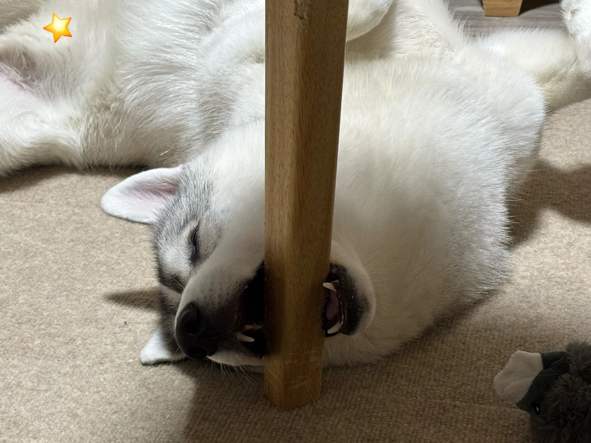 机の脚を噛みながら寝るシベリアンハスキーの写真