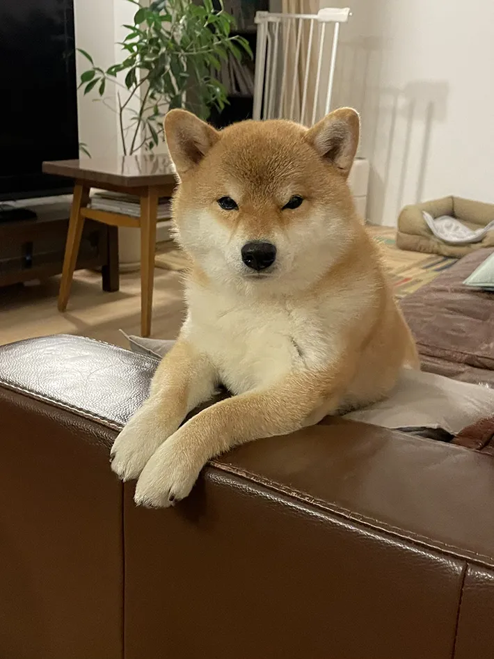ソファーの縁に前脚をかける柴犬の写真