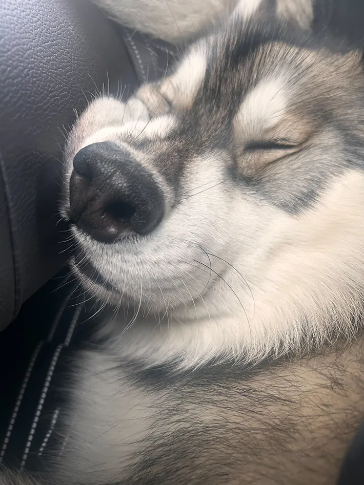 座席で寝そべる犬の写真