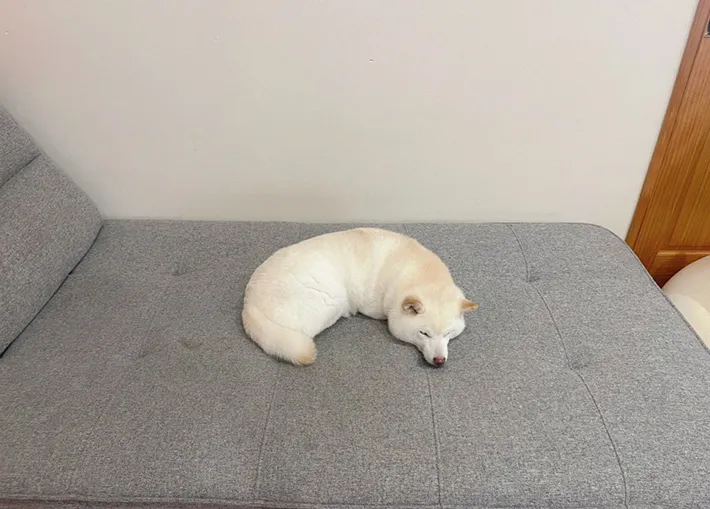 ソファの上で寝転ぶ柴犬の写真