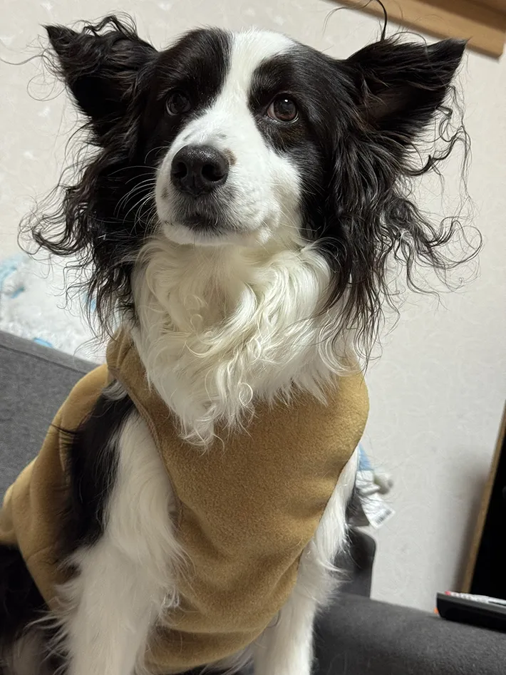 静電気を帯びた犬の写真