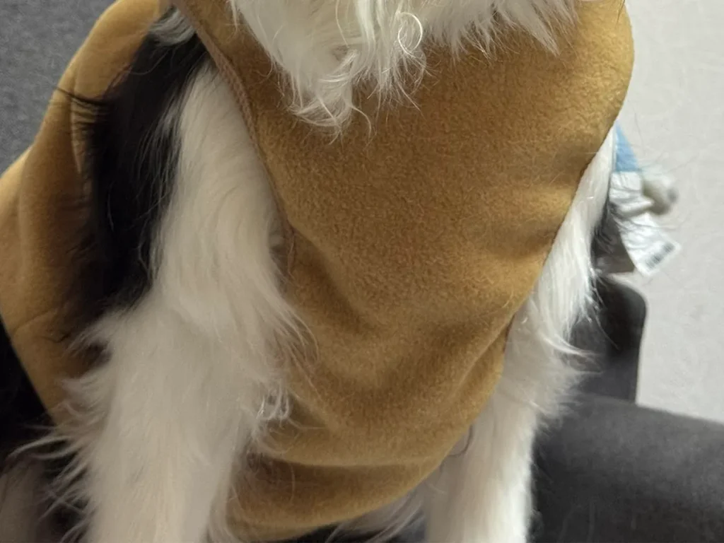 静電気を帯びた犬の写真