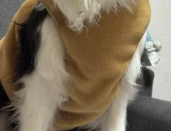 静電気を帯びた犬の写真