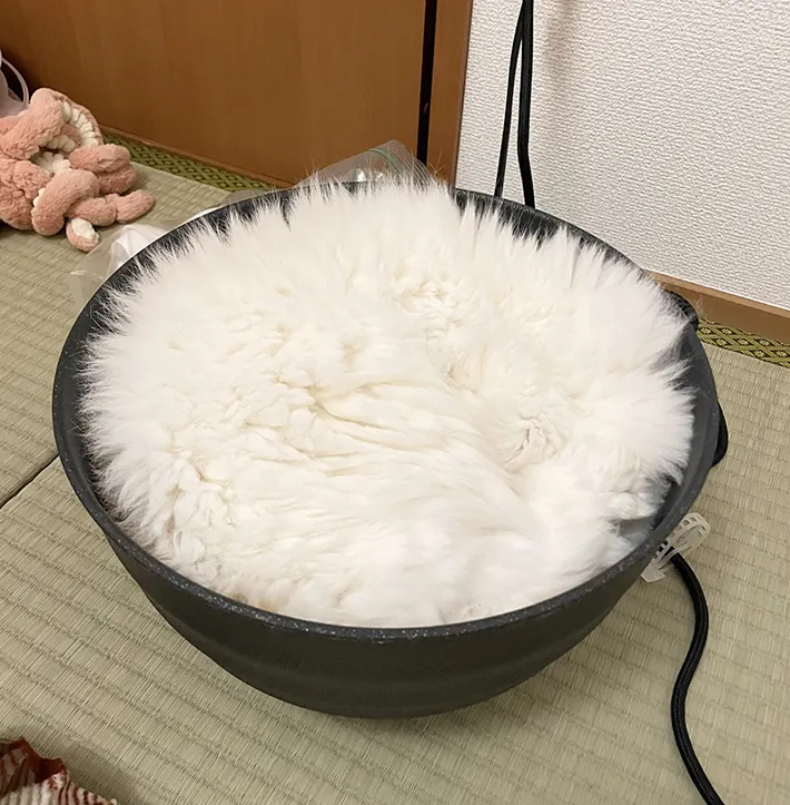 猫の画像