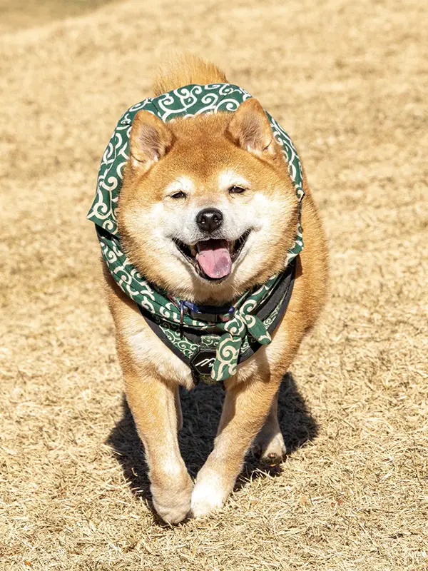 ドッグランで走る柴犬の写真