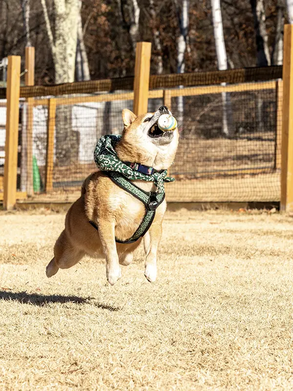 ドッグランで走る柴犬の写真