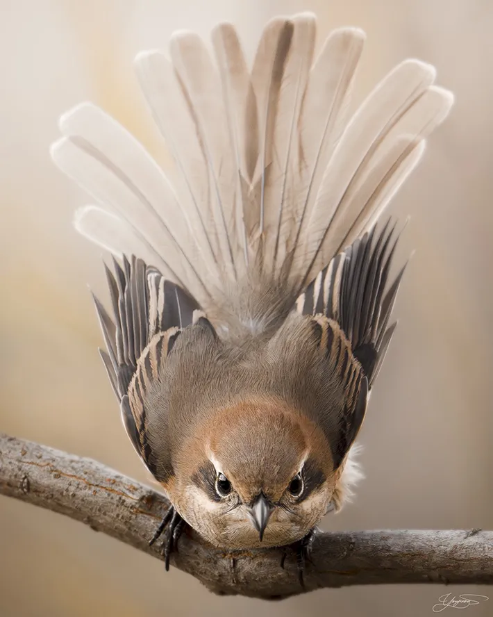 羽を広げるモズの写真