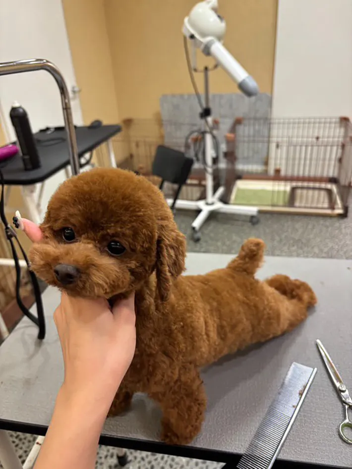 トイプードルの画像