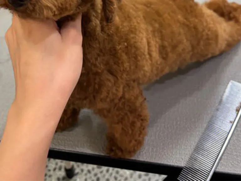 トイプードルの画像