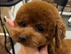 トイプードルの画像