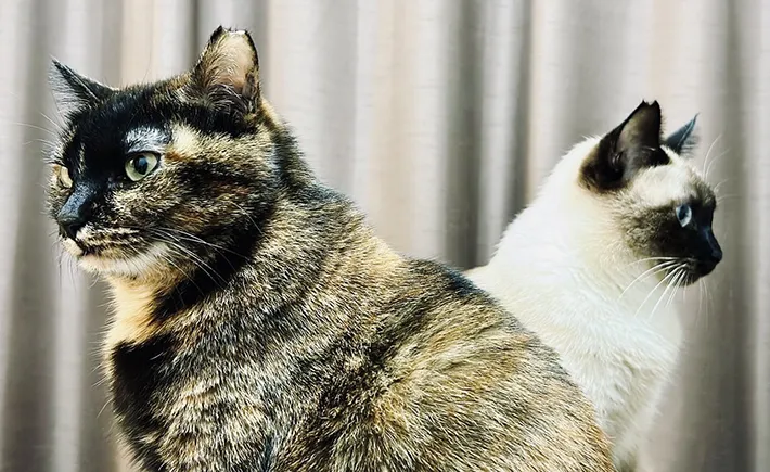 背中を預け合う猫の写真