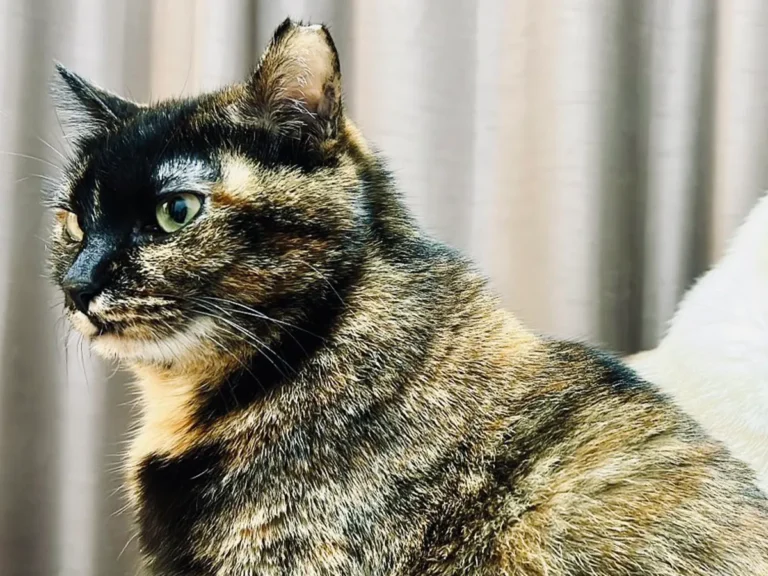 背中を預け合う猫の写真