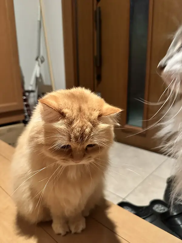 玄関で飼い主を待つ猫の写真