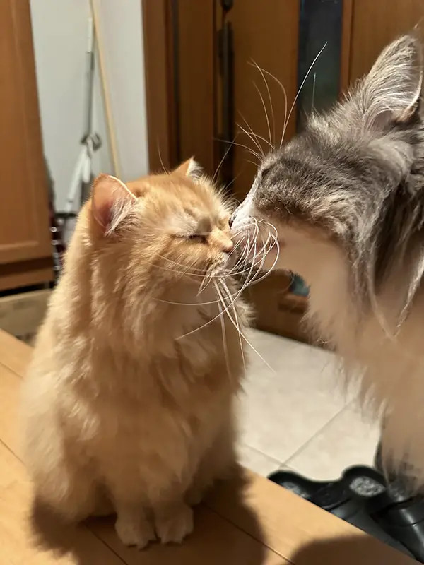 玄関で飼い主を待つ猫の写真