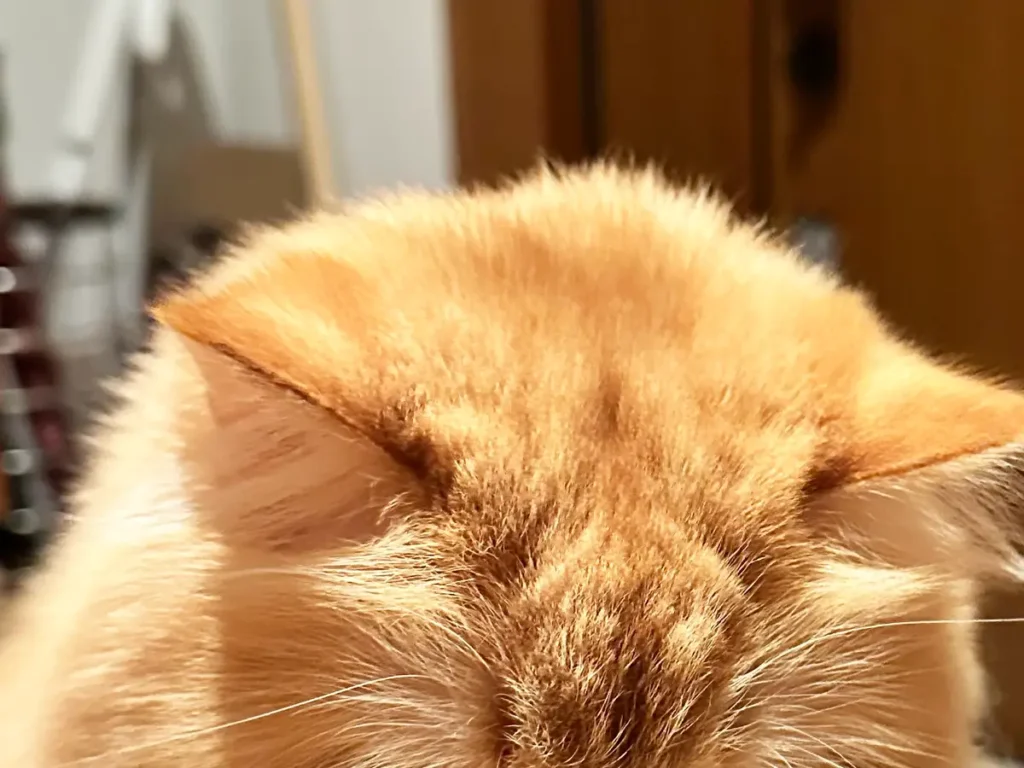 玄関で飼い主を待つ猫の写真