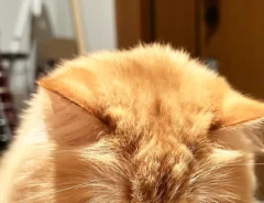 玄関で飼い主を待つ猫の写真