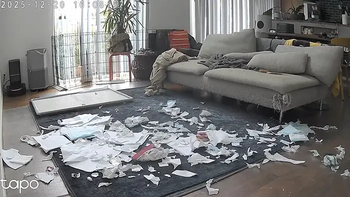 ペットカメラに映ったシベリアンハスキーの写真