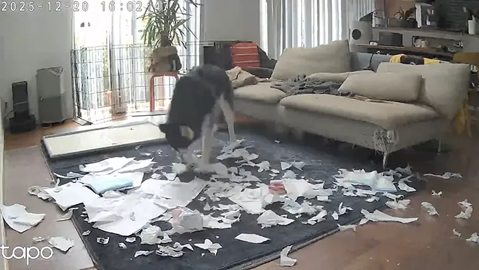 ペットカメラに映ったシベリアンハスキーの写真