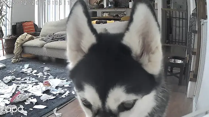 ペットカメラに映ったシベリアンハスキーの写真
