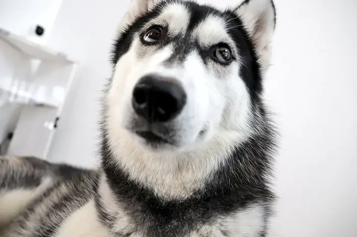 シベリアンハスキーの写真