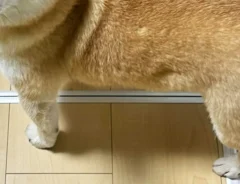 柴犬の写真