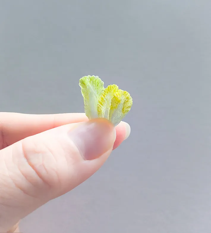 ミニチュア白菜の写真