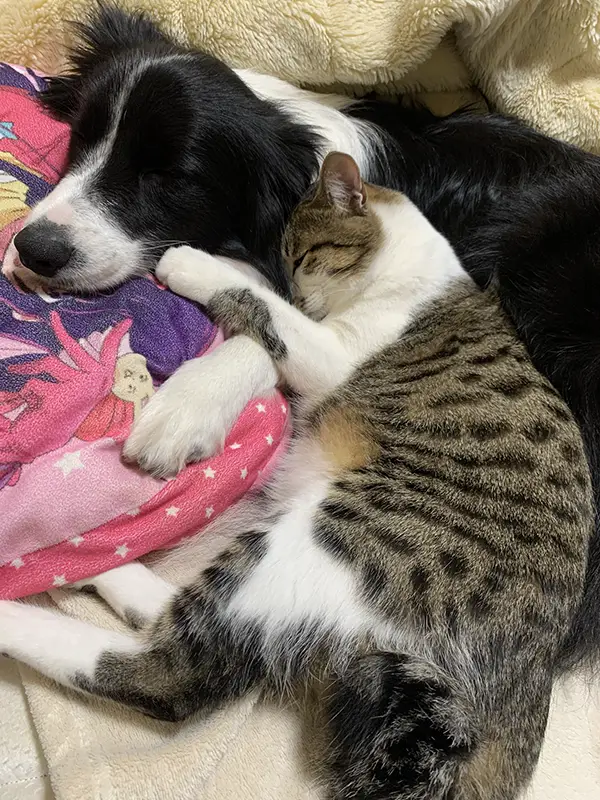 ハグするボーダーコリーと猫の写真