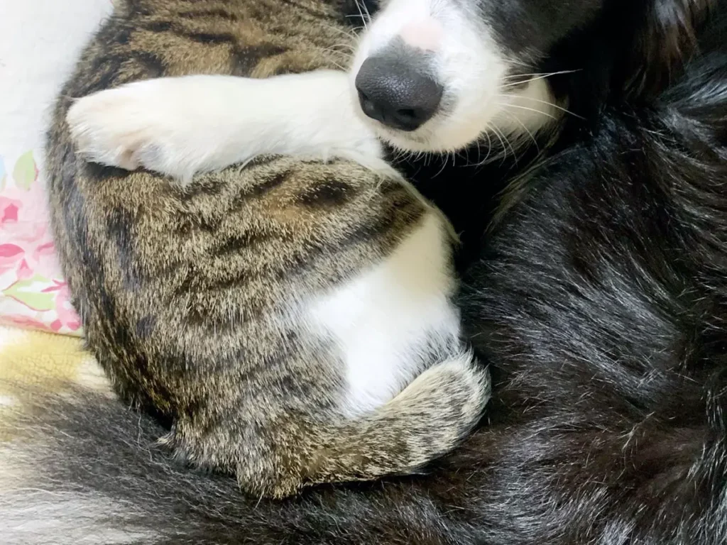 ハグするボーダーコリーと猫の写真
