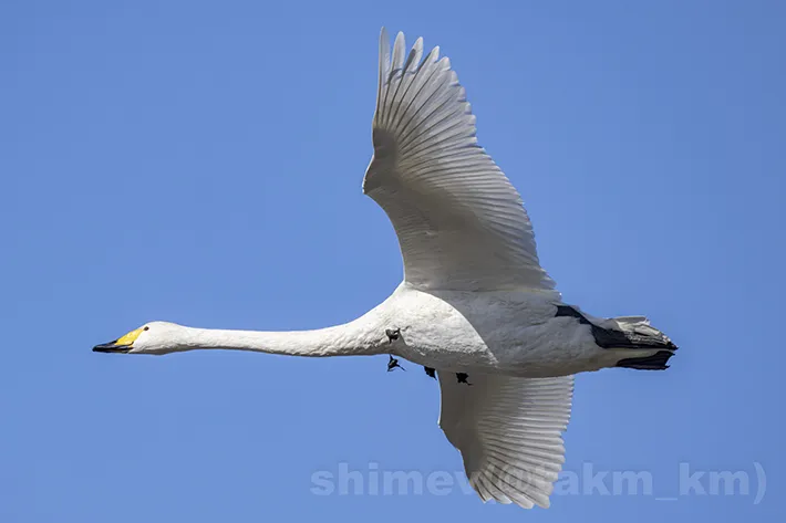 オオハクチョウの画像