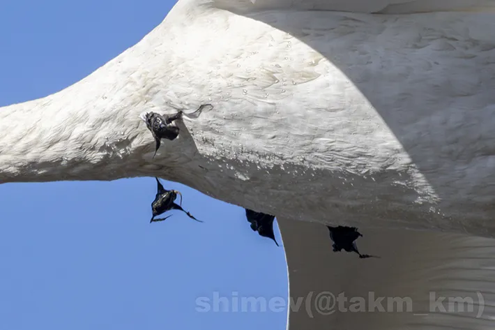 ハクチョウの画像