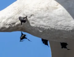 ハクチョウの画像