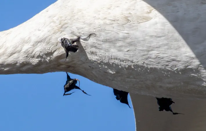 ハクチョウの画像