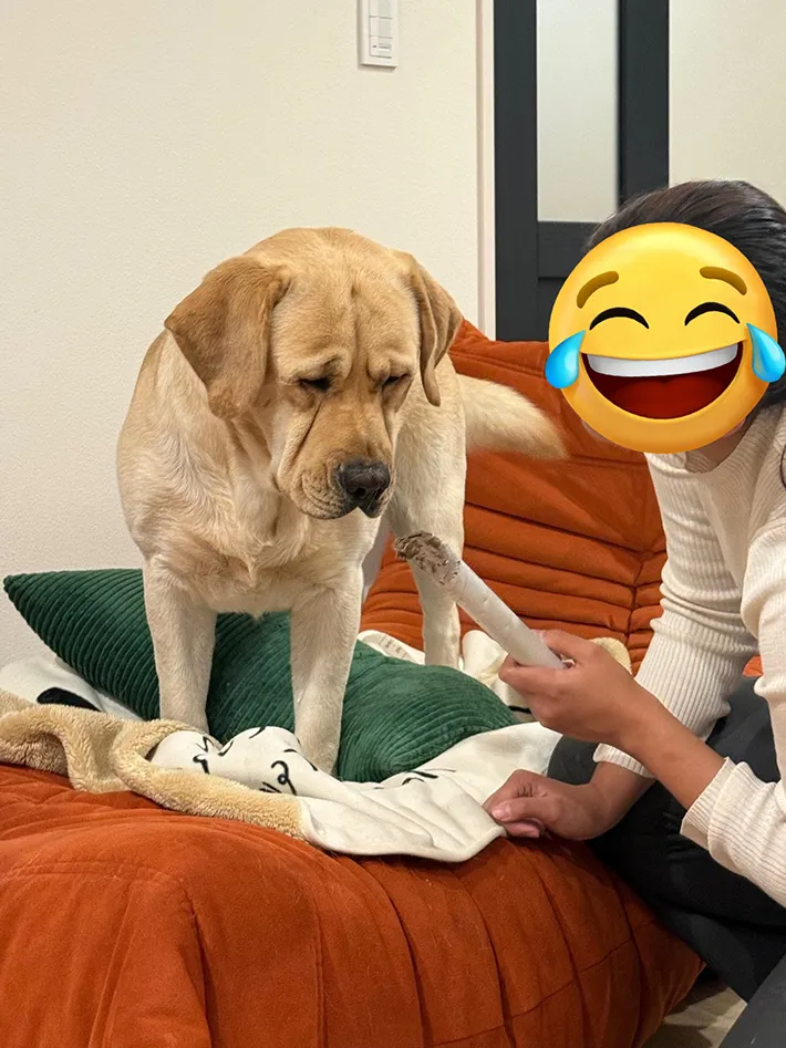 ラブラドールレトリバーの画像