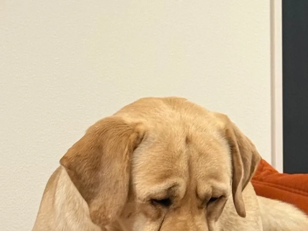 ラブラドールレトリバーの画像