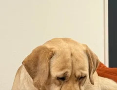 ラブラドールレトリバーの画像