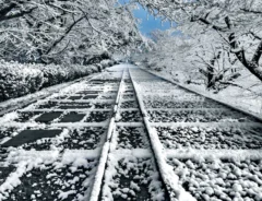 真冬の木に咲いたのは…？　写真家がとらえた『雪の花』にグッとくる