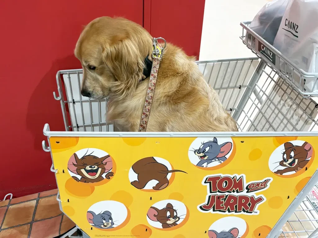 ペットカートに乗るゴールデン・レトリバーの写真