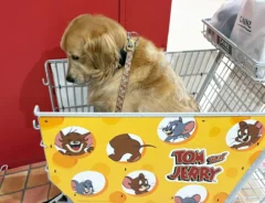 ペットカートに乗るゴールデン・レトリバーの写真