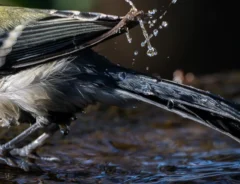 シジュウカラの写真
